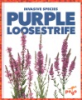 Purple_loosestrife