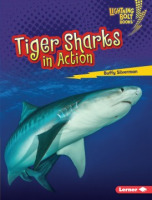 Tiger_sharks_in_action